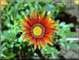 gazania flower picture