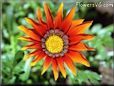 gazania flower picture