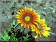 gazania flower picture