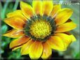 gazania picture