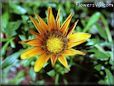 gazania flower background