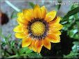 gazania flower picture