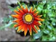 gazania flower picture