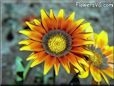 gazania flower picture