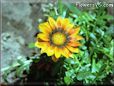 gazania flower pictures
