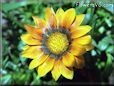 gazania flower photos