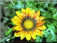 gazania flower pic