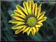 gazania flower picture