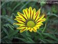gazania flower picture