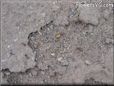 red ant