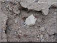 black red ant