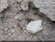 ant colony