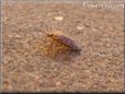 brown beetle insect picture