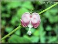 bleeding heart dark pink flower bloom