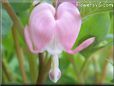 bleeding heart light pink