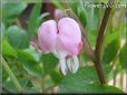 bleeding heart light pink beautiful bloom