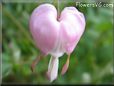 bleeding heart light pink beautiful bloomed