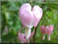 bleeding heart light pink beautiful bloomed flower