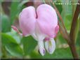 bleeding heart light pink beautiful flower