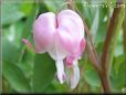 bleeding heart light pink bloom flower