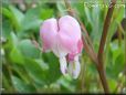 bleeding heart light pink bloomed flower