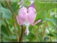 bleeding heart light pink flower
