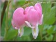 bleeding_heart_pink