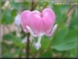 bleeding_heart_pink_beautiful