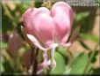 bleeding_heart_pink_bright_white