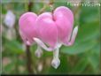 bleeding_heart_pink_flower