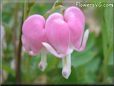 bleeding_heart_pink_flowers