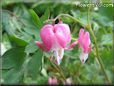 bleeding_heart_pink_plant