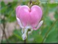 bleeding_heart_pink_white