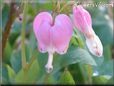bleeding_heart_pink_white_beautiful