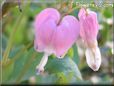 bleeding_heart_pink_white_beautiful_flower