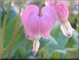 bleeding_heart_pink_white_beautiful_flowers