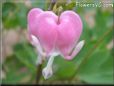bleeding_heart_pink_white_flower