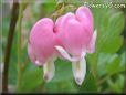 bleeding_heart_pink_white_flowers