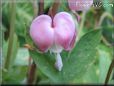 bleeding_heart_pink_white_leaf