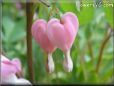 bleeding heart shape