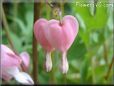 bleeding heart shape flower