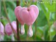 bleeding heart shape flowers