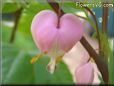 bleeding heart shape hanging