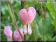 bleeding heart shape tear drop