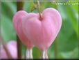 bleeding heart shape tear drop closeup