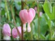 bleeding heart shape tear drop flower