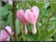 bleeding heart shape tear drop flowers