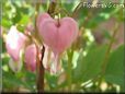 bleeding heart shape water drop