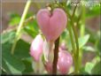 bleeding heart shape water drops