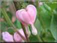bleeding heart shape white
